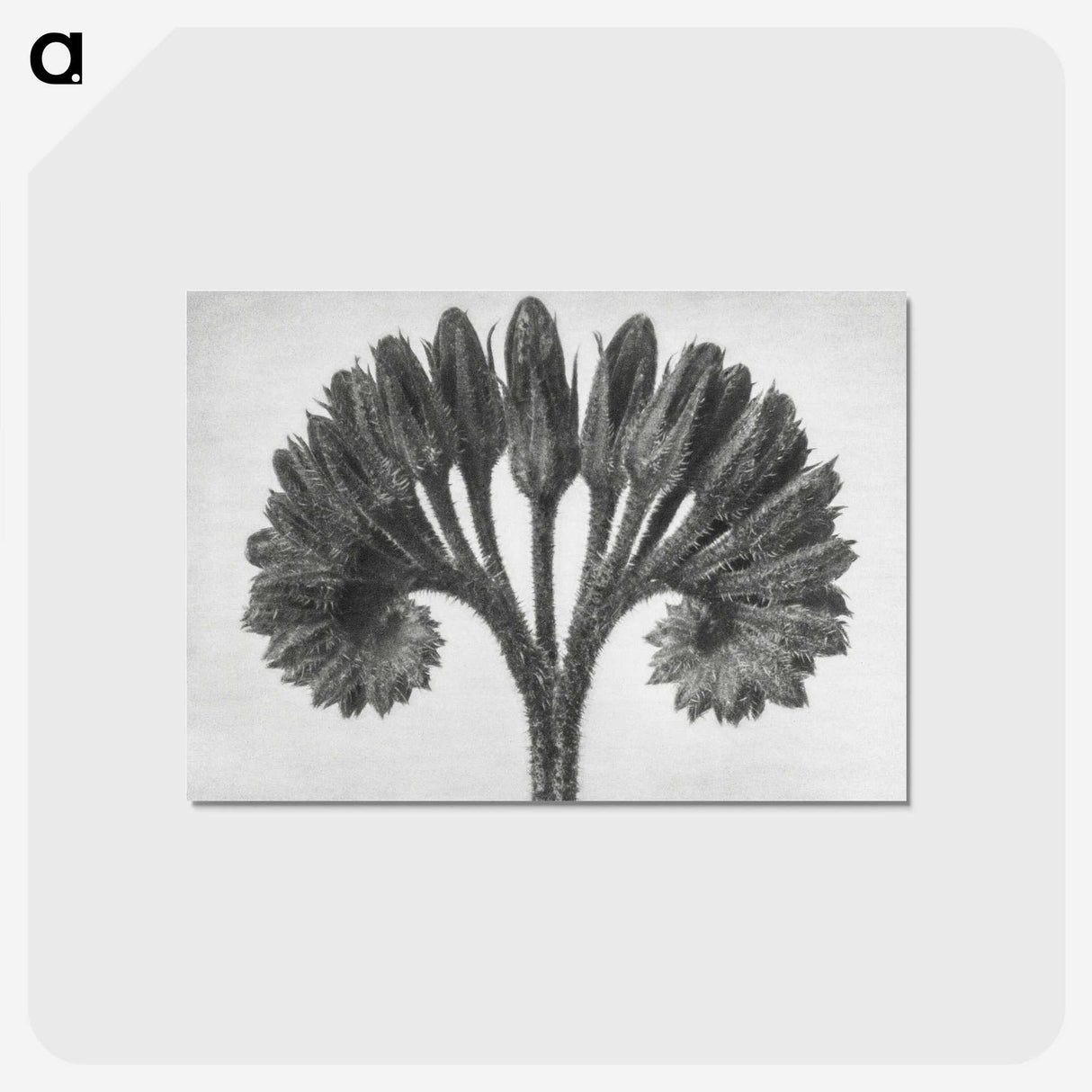 1-62_Karl-Blossfeldt_postcard