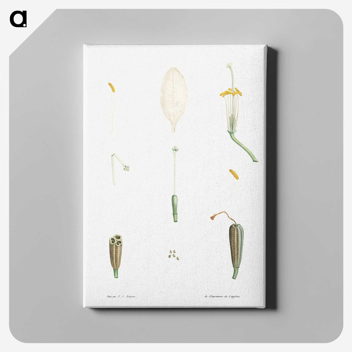 1-62_La-Botanique_canvas