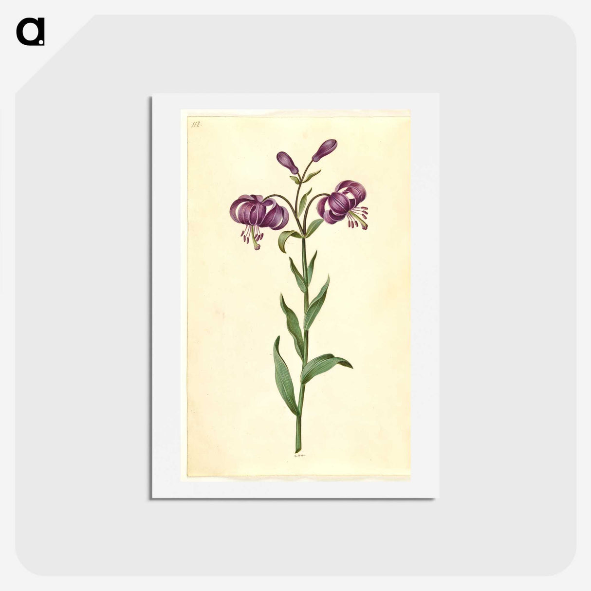 1-62_Maria-Sibylla-Merian_hagaki