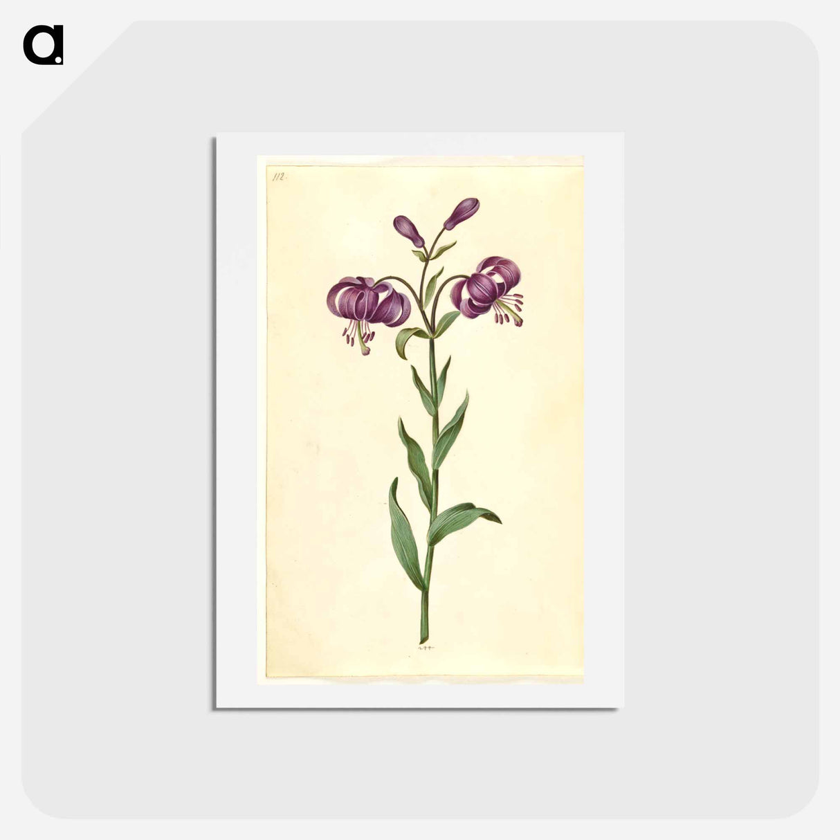 アートポストカード-Lilium Martagon
- マリア ジビーラ メーリアン Postcard.