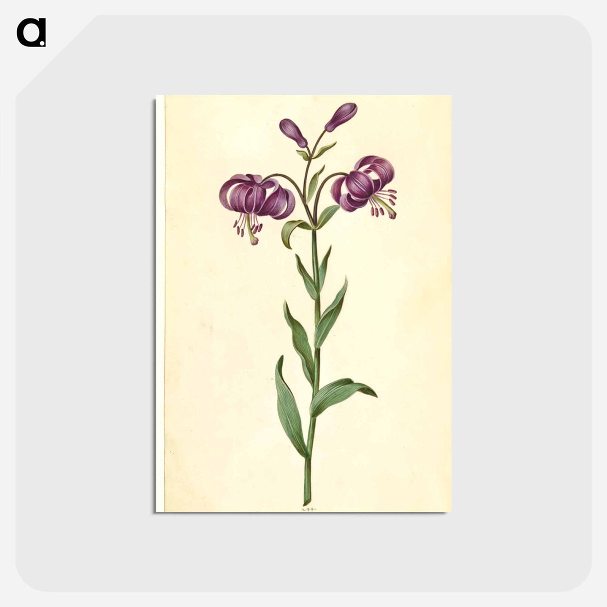 アートポストカード-Lilium Martagon
- マリア ジビーラ メーリアン Postcard.