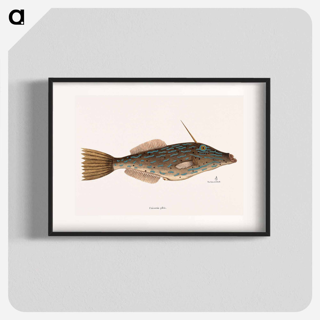 アートポスター-Bahama Unicorn Fish
- マーク ケイツビー Poster.