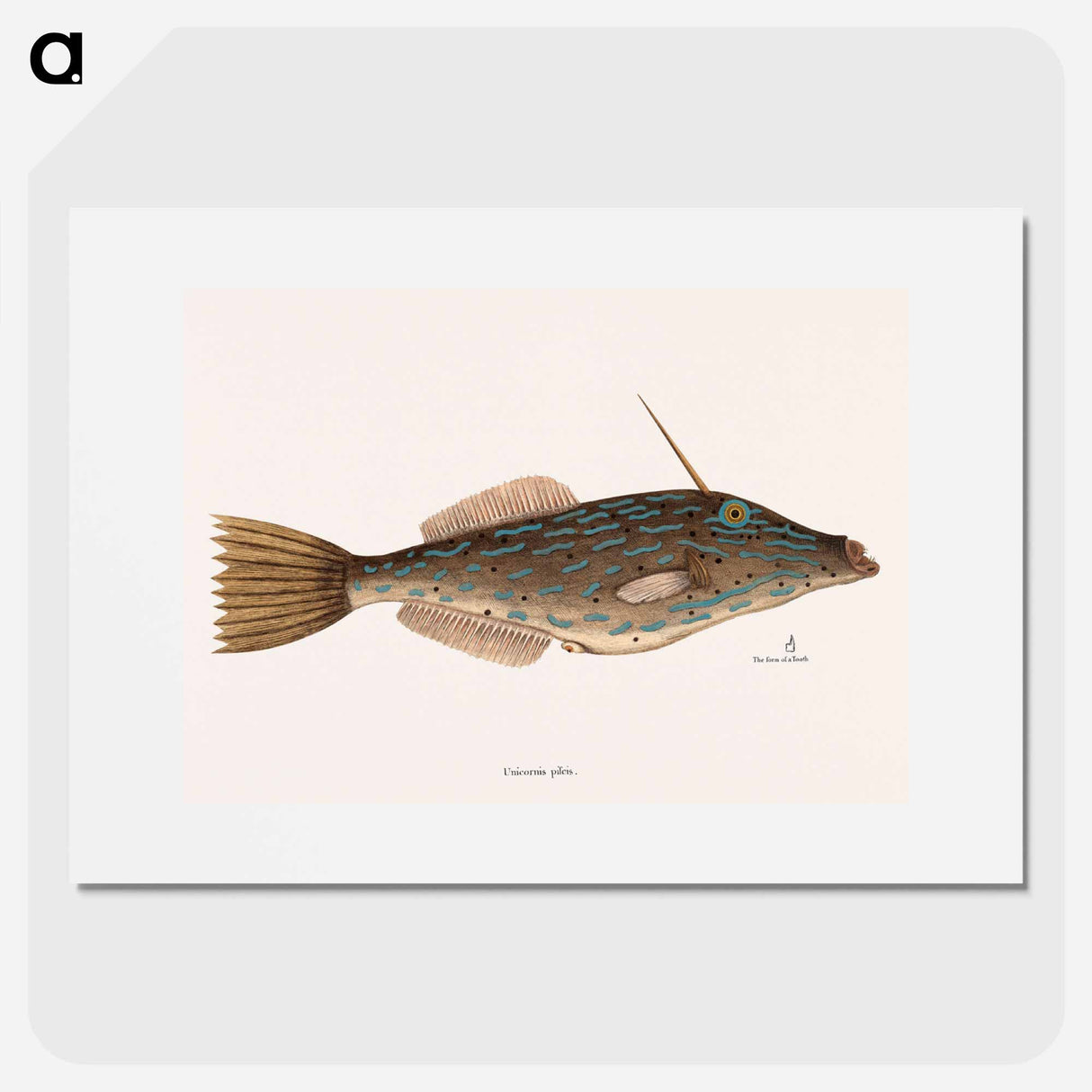 アートポスター-Bahama Unicorn Fish
- マーク ケイツビー Poster.