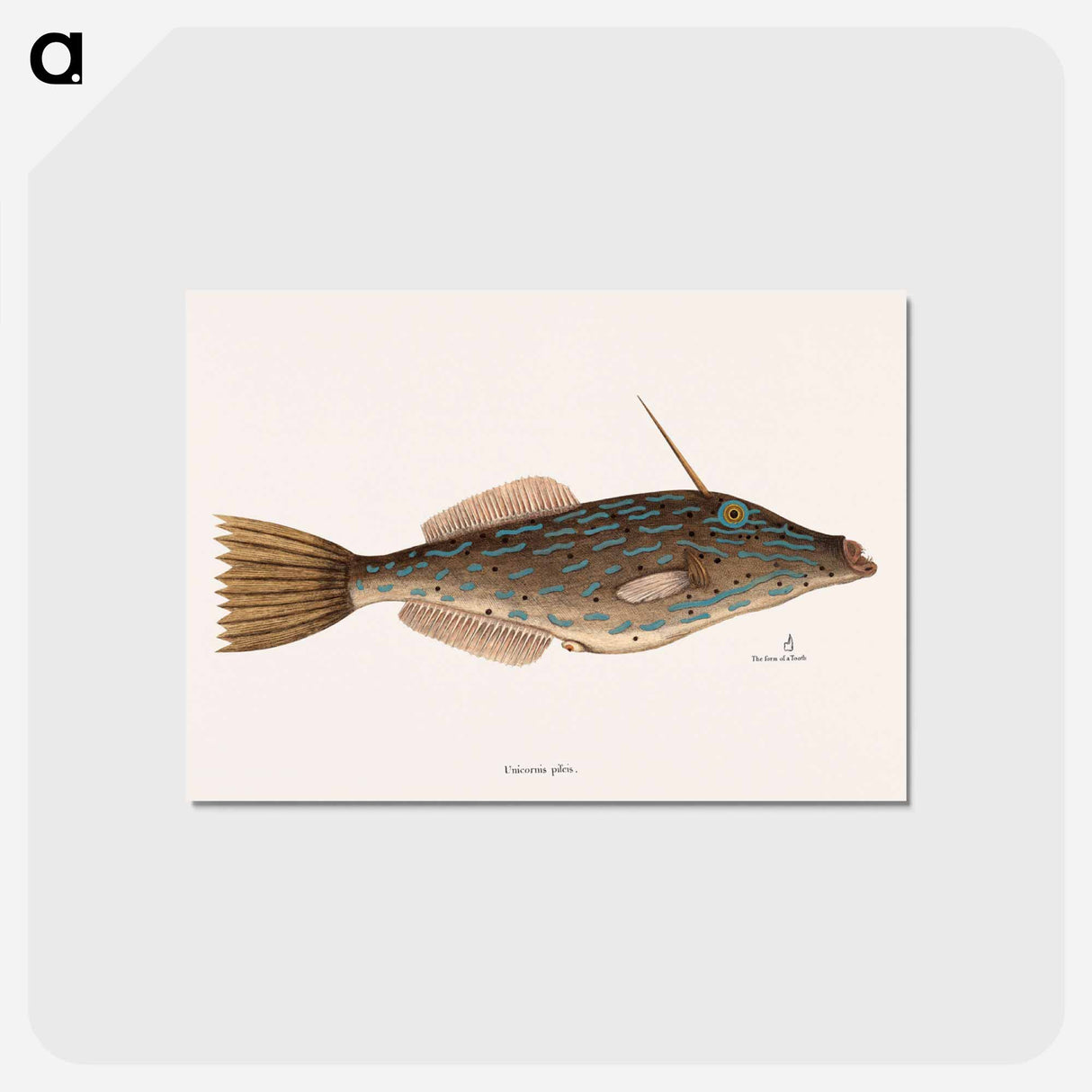 アートポストカード-Bahama Unicorn Fish
- マーク ケイツビー Postcard.