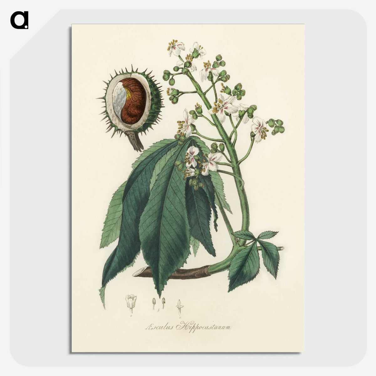 1-62_Medical-Botany_picture-crop