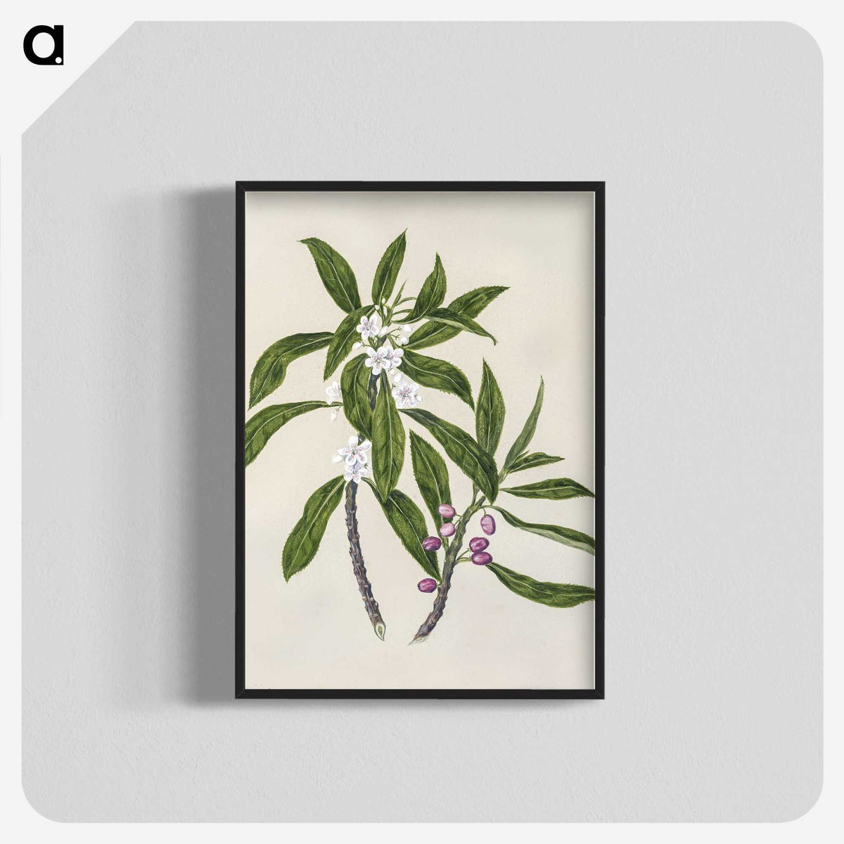 1-62_Native-Flowering-Plants-of-New-Zealand_blk-crop