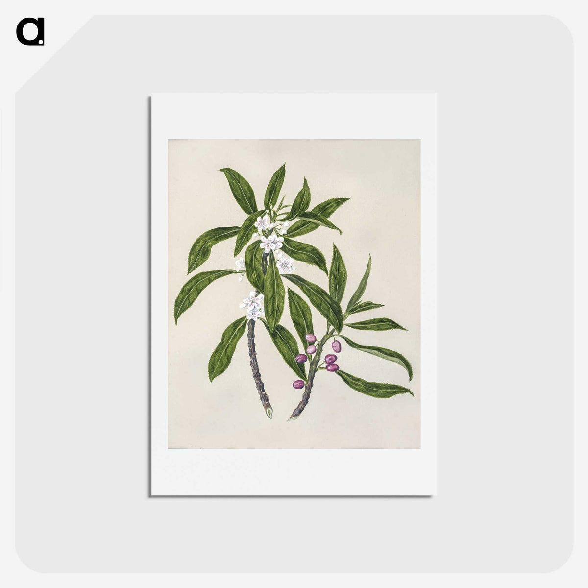 1-62_Native-Flowering-Plants-of-New-Zealand_hagaki