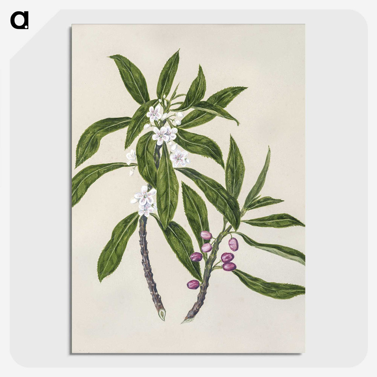 1-62_Native-Flowering-Plants-of-New-Zealand_picture-crop