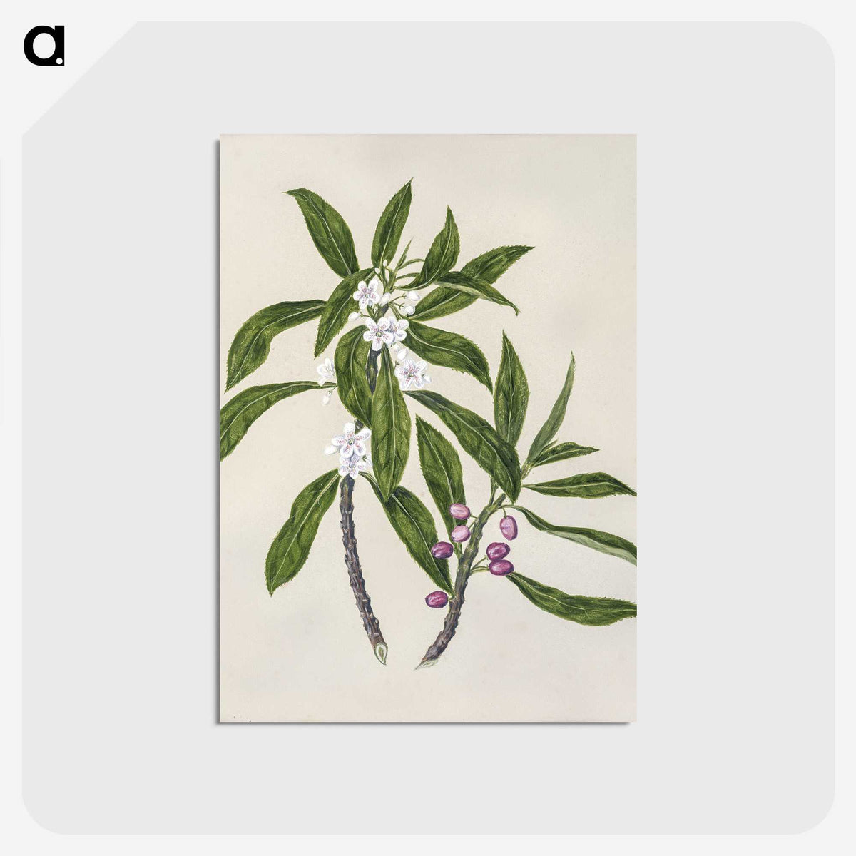 1-62_Native-Flowering-Plants-of-New-Zealand_postcard