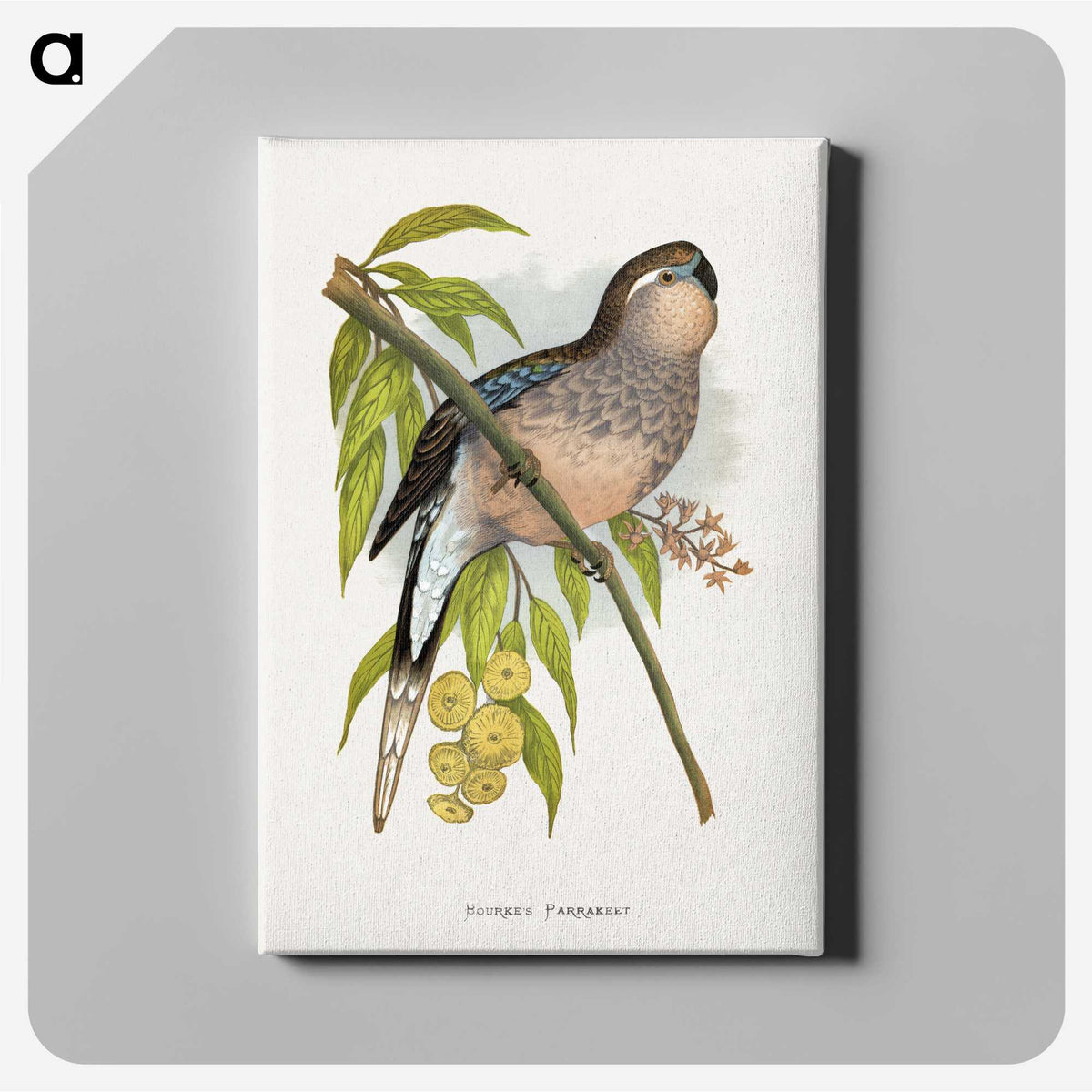 1-62_Parrots-in-Captivity_canvas