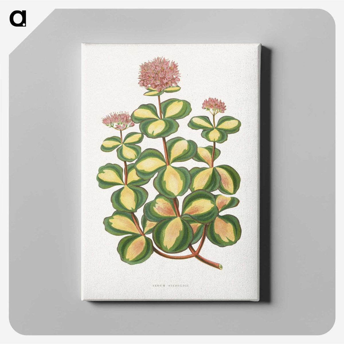 1-62_Plants-with-Colored-Foliage_canvas