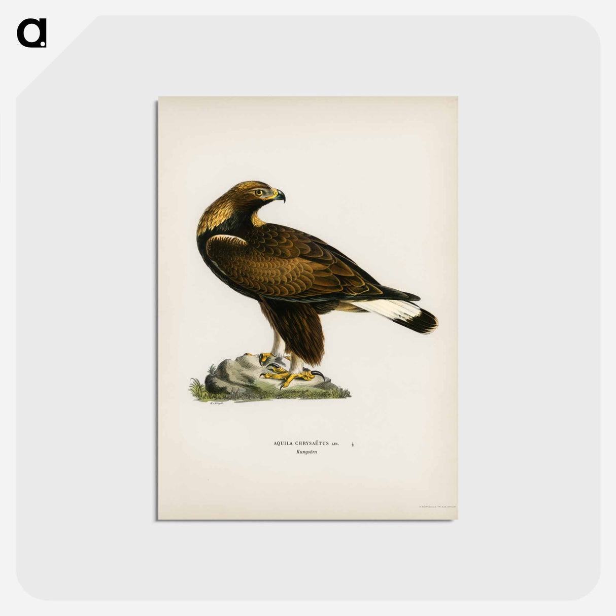 アートポストカード-Golden Eagle
- スヴェンスカ フォグラル Postcard.