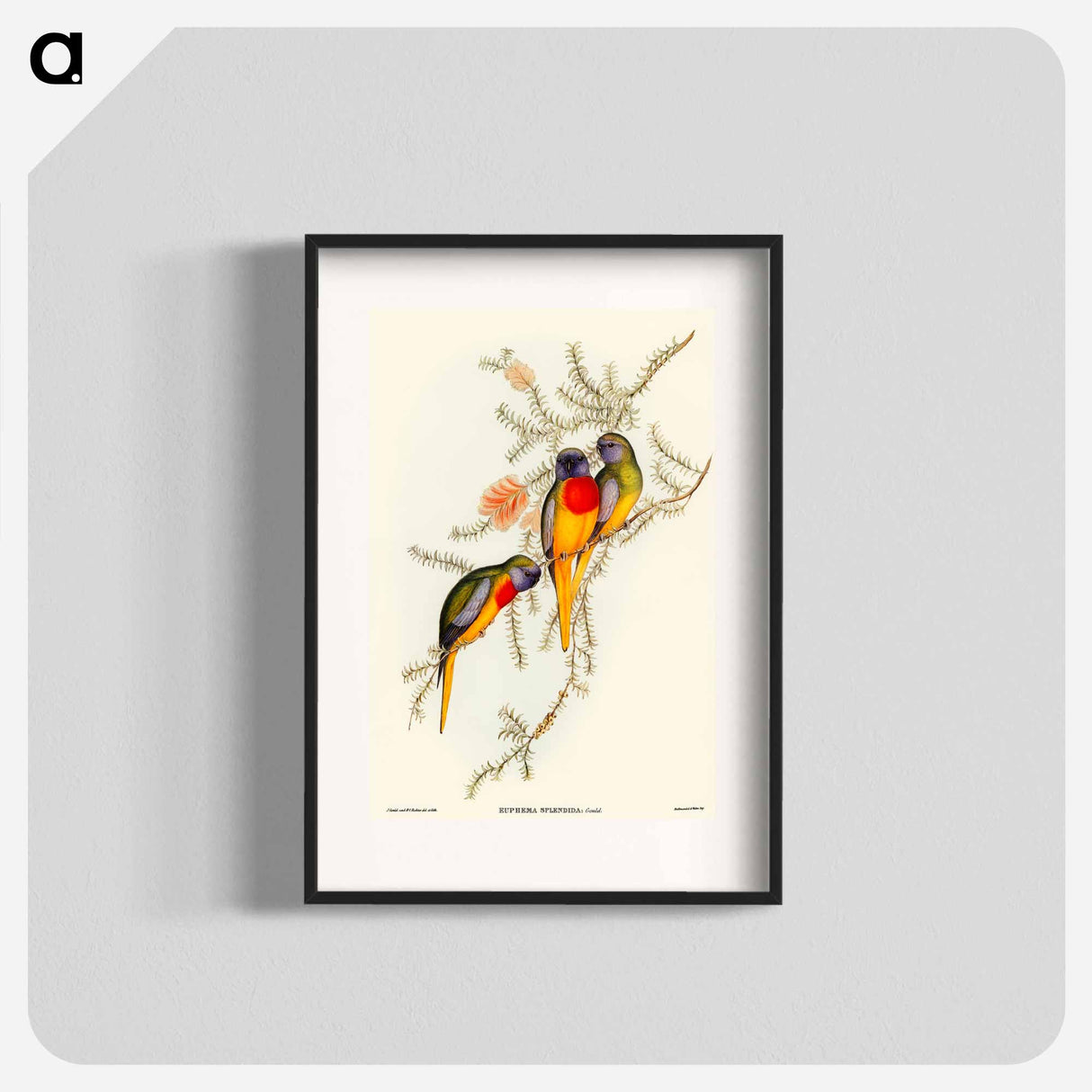 Splendid Grass-Parakeet
- オーストラリアの鳥 Poster.