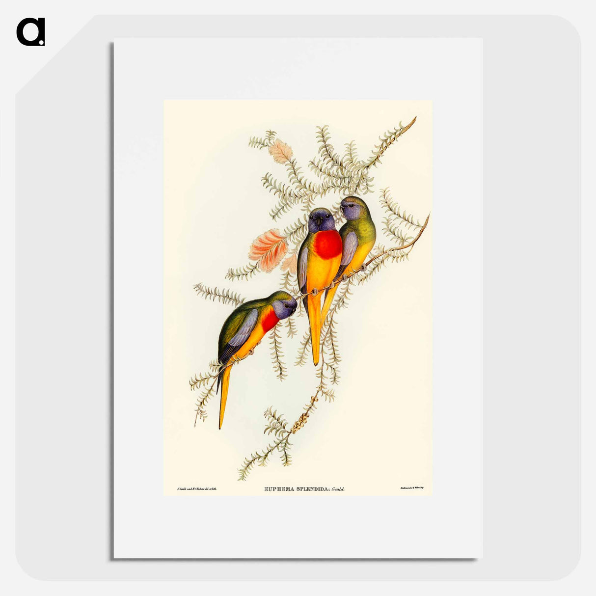 アートポスター-Splendid Grass-Parakeet
- オーストラリアの鳥 Poster.