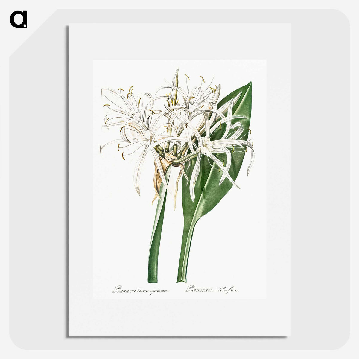 1-62_The-Lilies_picture
