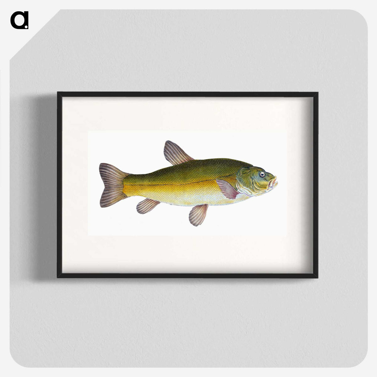 1-62_The-Natural-History-of-British-Fishes_blk