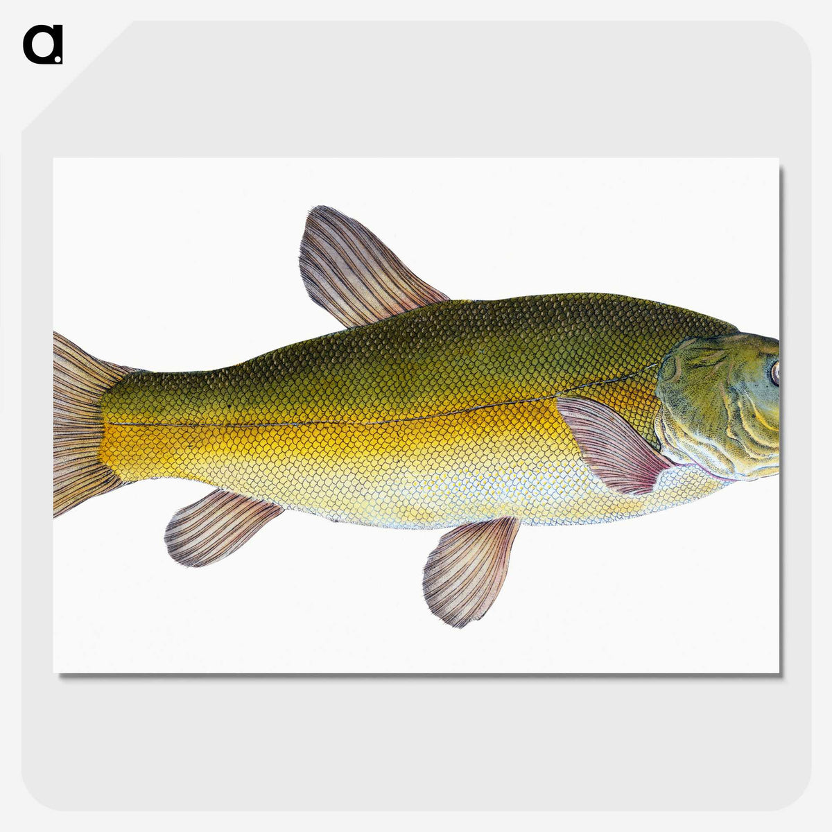 1-62_The-Natural-History-of-British-Fishes_picture-crop