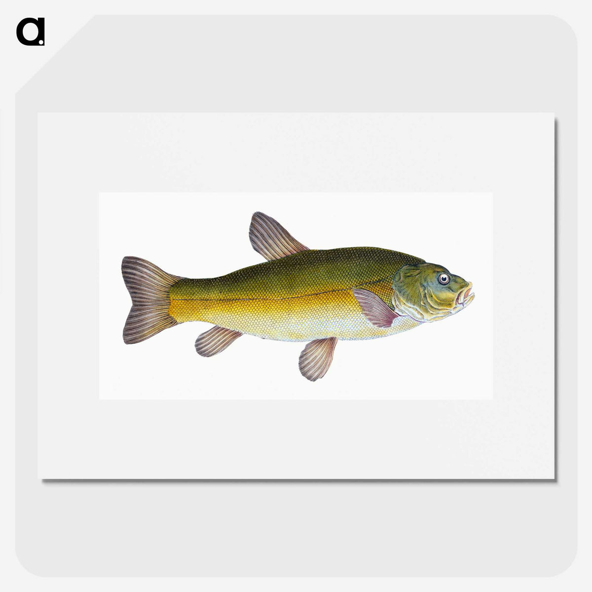 1-62_The-Natural-History-of-British-Fishes_picture