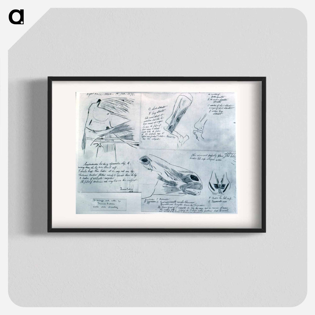 アートポスター-Anatomical studies - トーマス エイキンズ Poster.