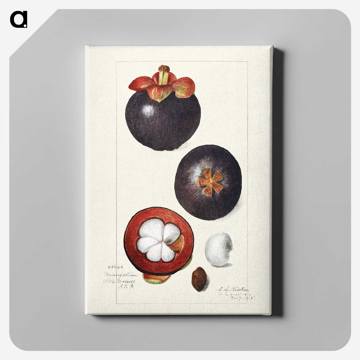 1-62_USDA-Watercolor-Fruit-Painting-Collection_canvas