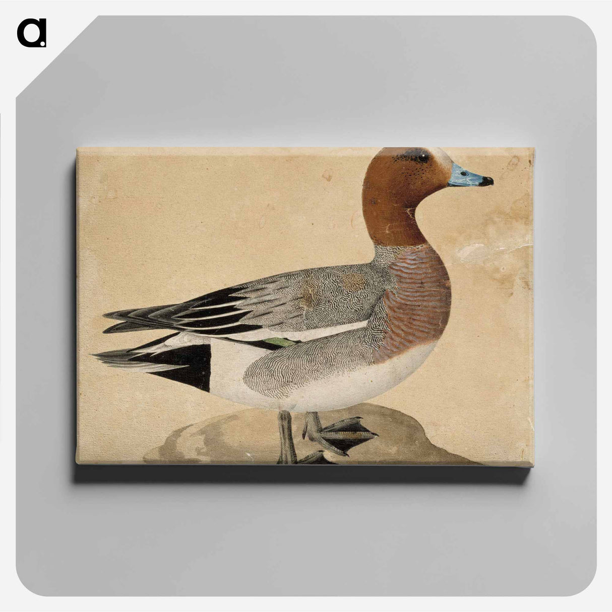 Eurasian wigeon - Wilhelm von Wright Canvas.