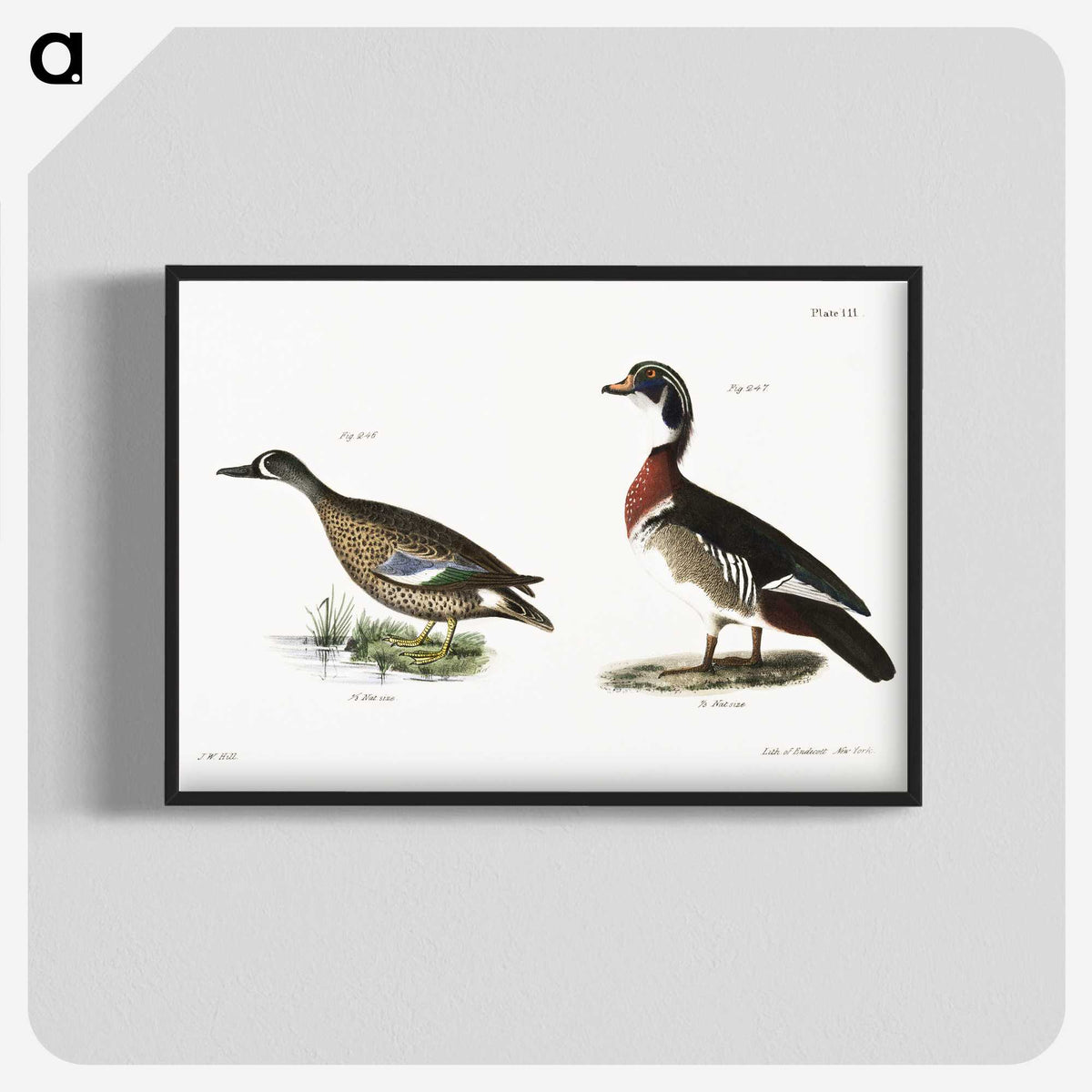 1-62_Zoology-of-New-York_blk-crop