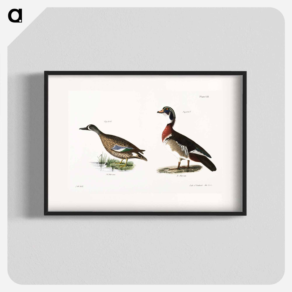 Blue-winged Teal (Anas discors) 247. Wood Duck (Anas sponsa) illustration from Zoology of New York by James Ellsworth De Kay. - Zoology of New York Poster.