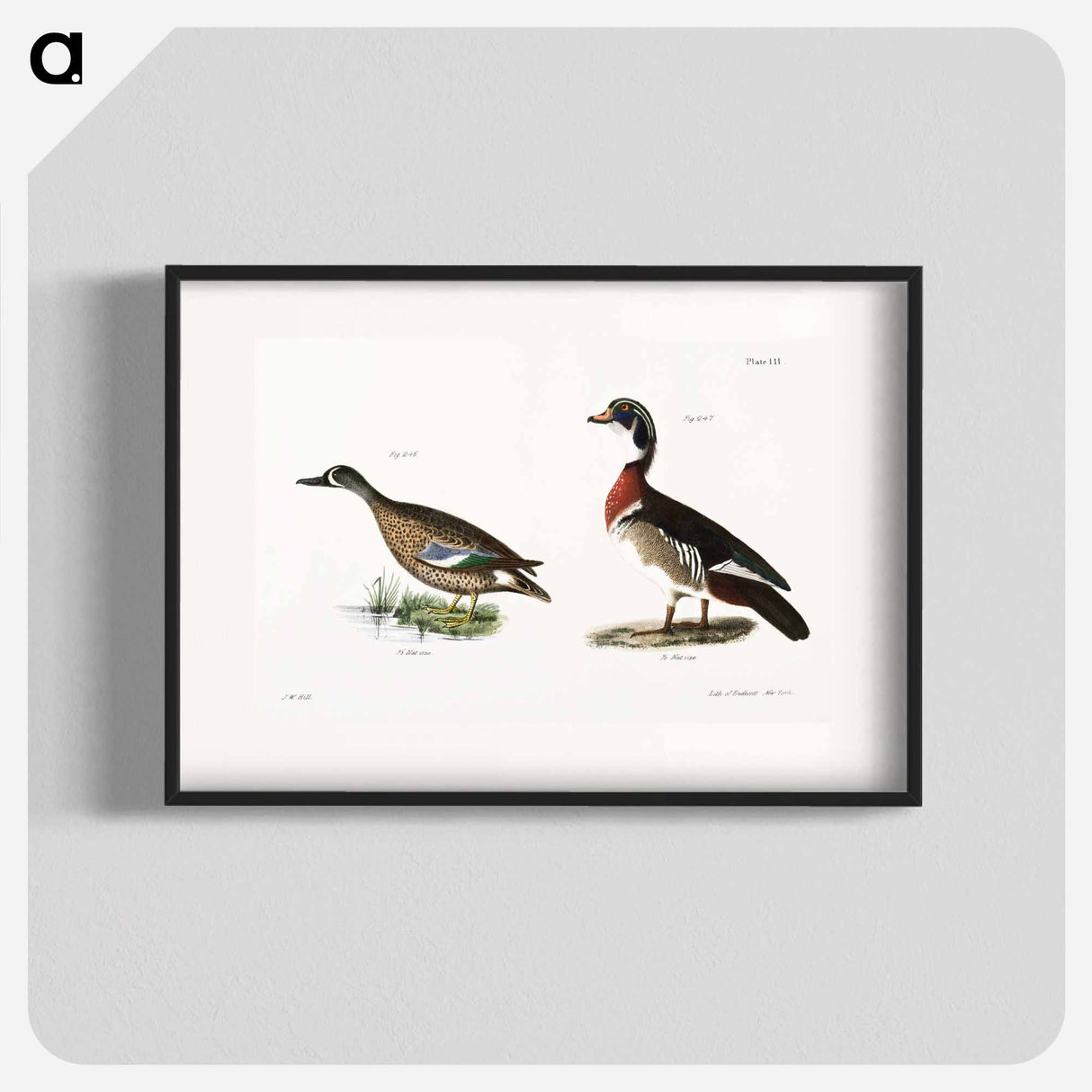 アートポスター-Blue-winged Teal (Anas discors) 247. Wood Duck (Anas sponsa) illustration from Zoology of New York by James Ellsworth De Kay. - ニューヨークの動物学 Poster.