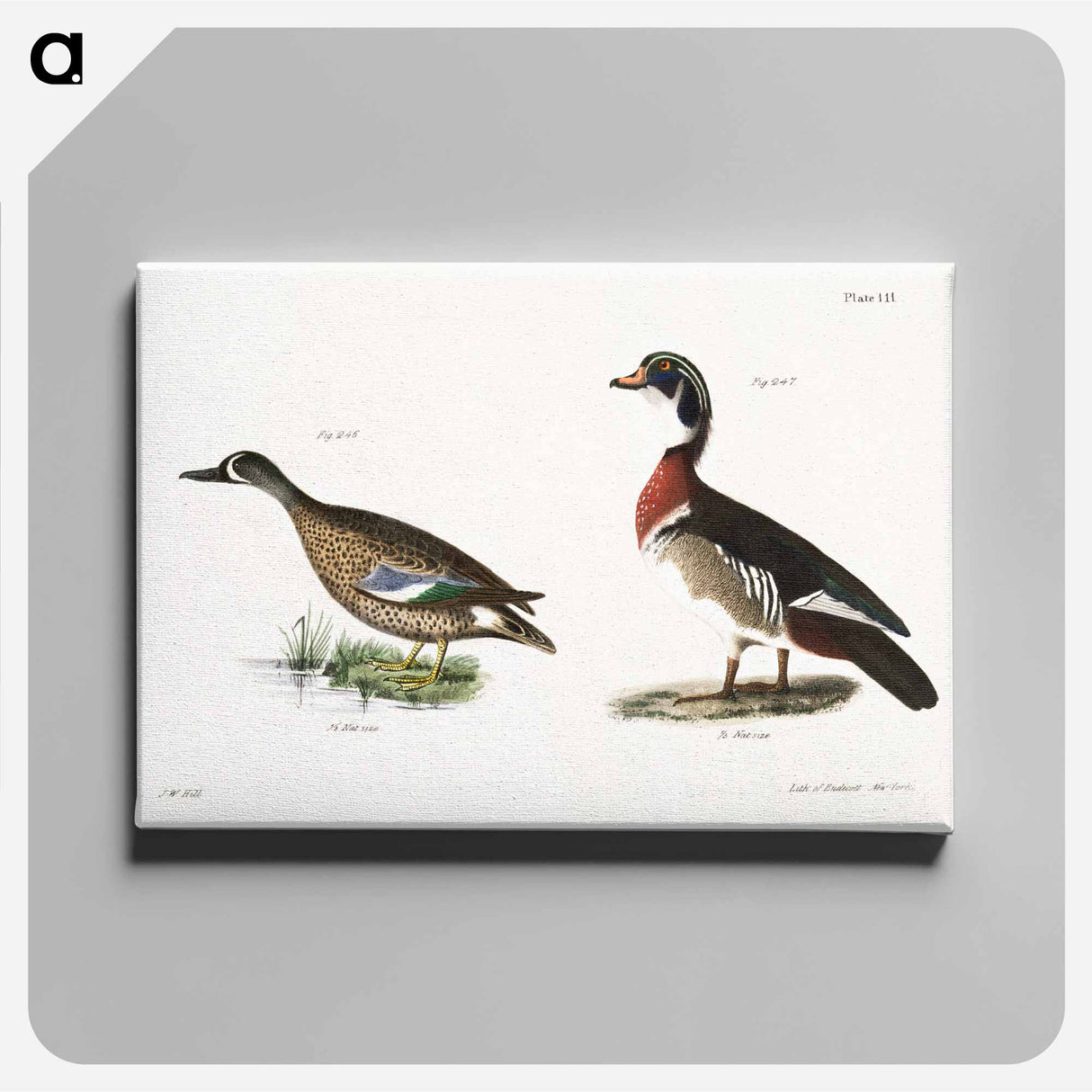 Blue-winged Teal (Anas discors) 247. Wood Duck (Anas sponsa) illustration from Zoology of New York by James Ellsworth De Kay. - Zoology of New York Canvas.