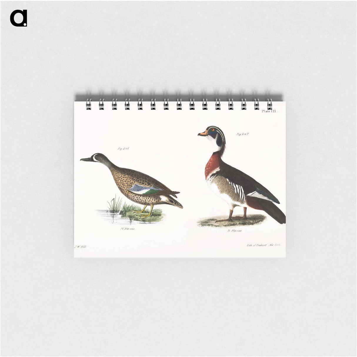 Blue-winged Teal (Anas discors) 247. Wood Duck (Anas sponsa) illustration from Zoology of New York by James Ellsworth De Kay. - ニューヨークの動物学 Memo.