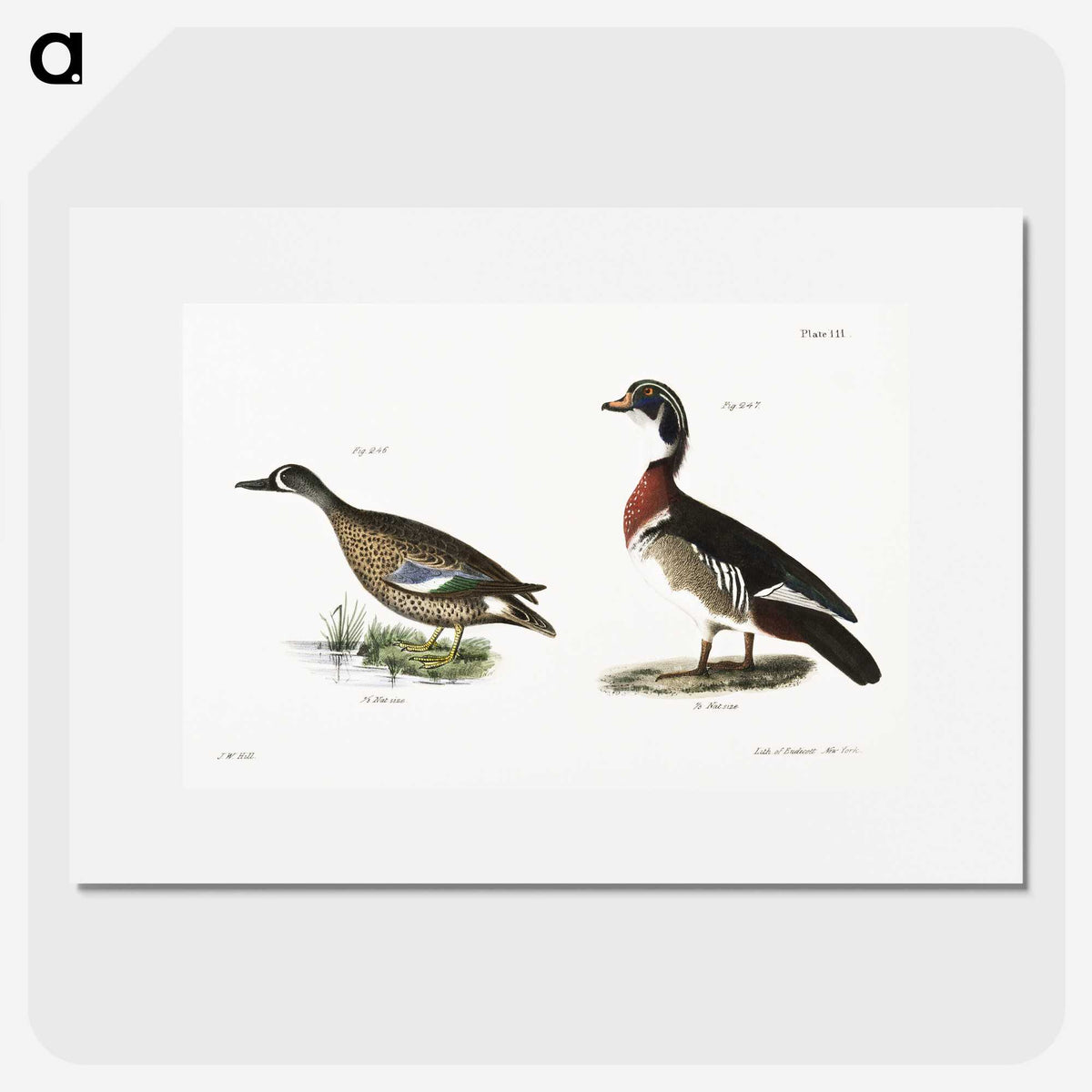 1-62_Zoology-of-New-York_picture