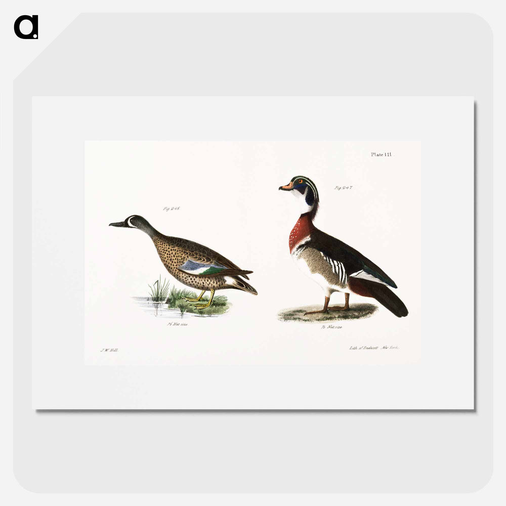 Blue-winged Teal (Anas discors) 247. Wood Duck (Anas sponsa) illustration from Zoology of New York by James Ellsworth De Kay. - Zoology of New York Poster.