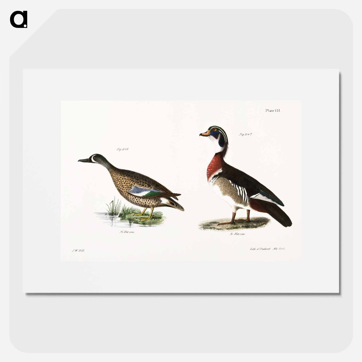 アートポスター-Blue-winged Teal (Anas discors) 247. Wood Duck (Anas sponsa) illustration from Zoology of New York by James Ellsworth De Kay. - ニューヨークの動物学 Poster.