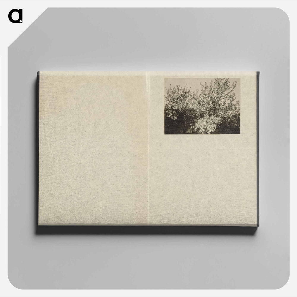 Apple Blossoms - アルフレッド スティーグリッツ Canvas.
