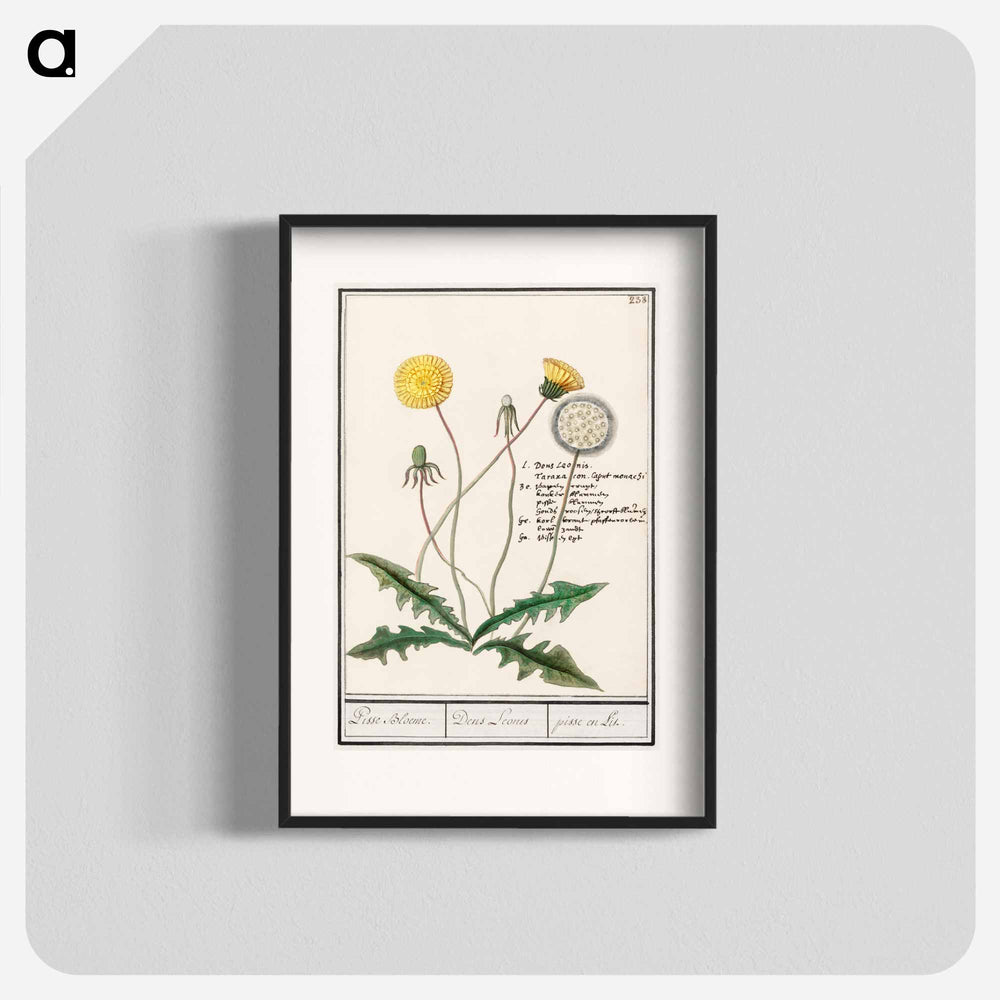 Dandelion - アンセルムス ボエティウス デ ブート Poster.