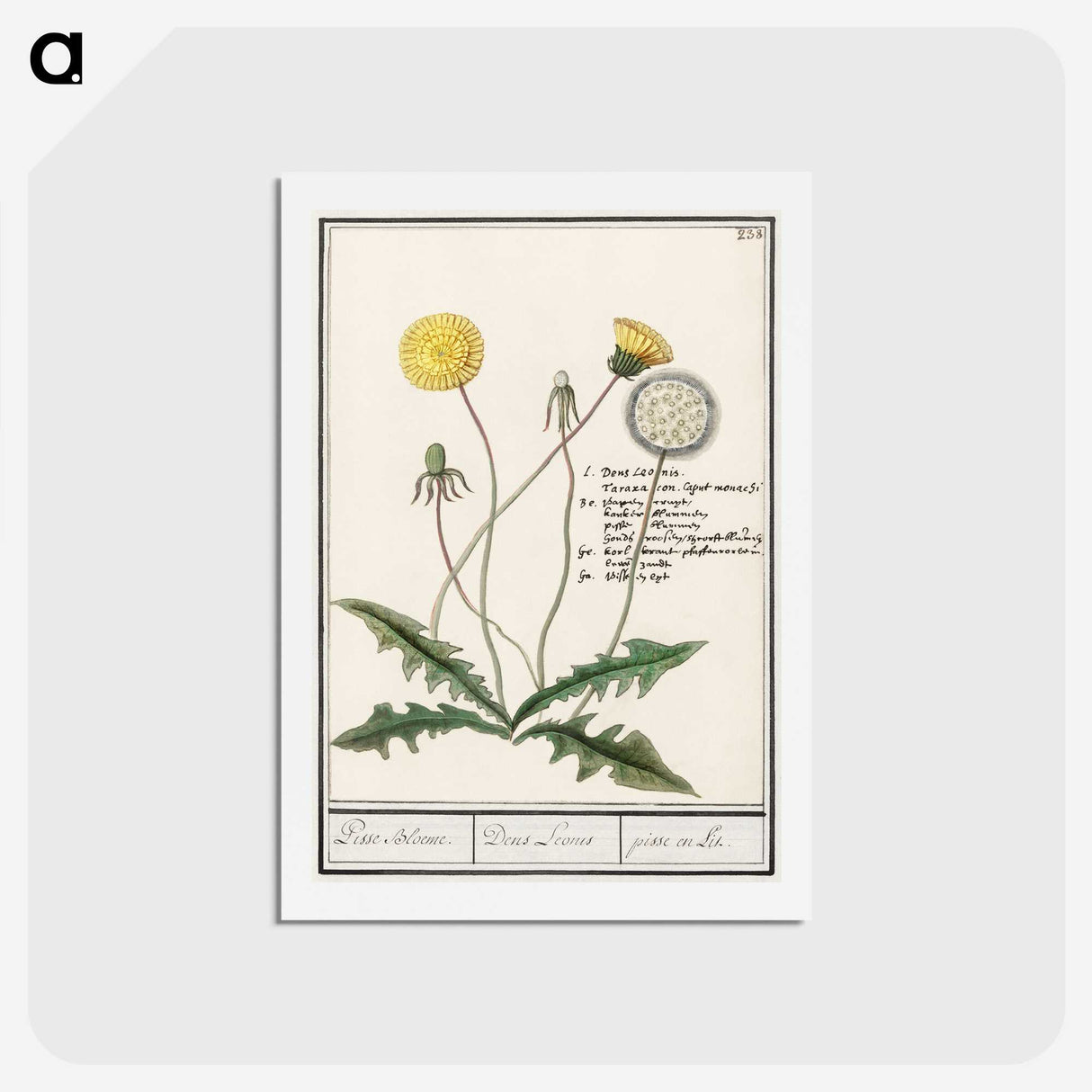 1-63_Anselmus-Boetius-de-Boodt_hagaki