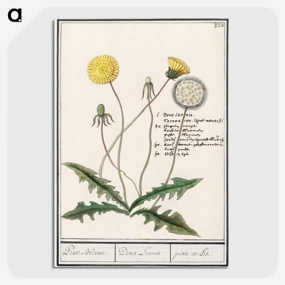 1-63_Anselmus-Boetius-de-Boodt_picture-crop