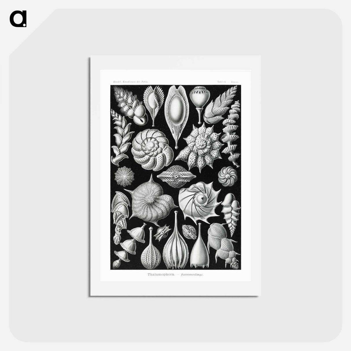 アートポストカード-Thalamophora–Kammerlinge from Kunstformen der Natur - エルンスト ヘッケル Postcard.