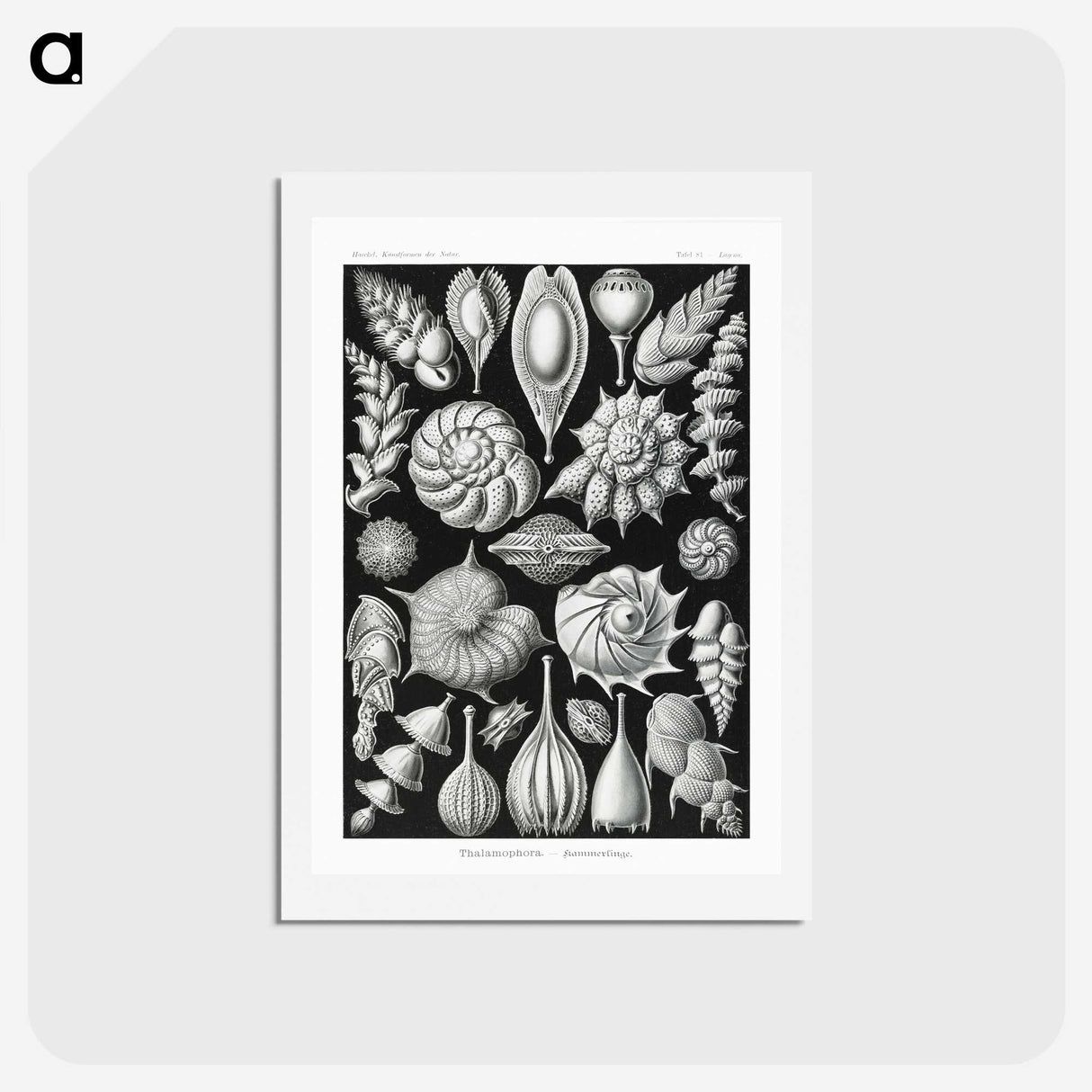 1-63_Ernst-Haeckel_hagaki