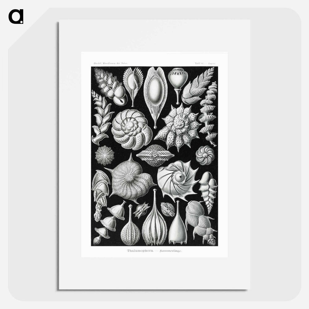 Thalamophora–Kammerlinge from Kunstformen der Natur - エルンスト ヘッケル Poster.
