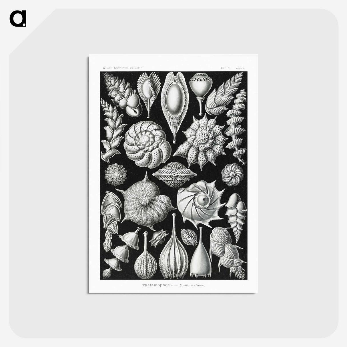 1-63_Ernst-Haeckel_postcard