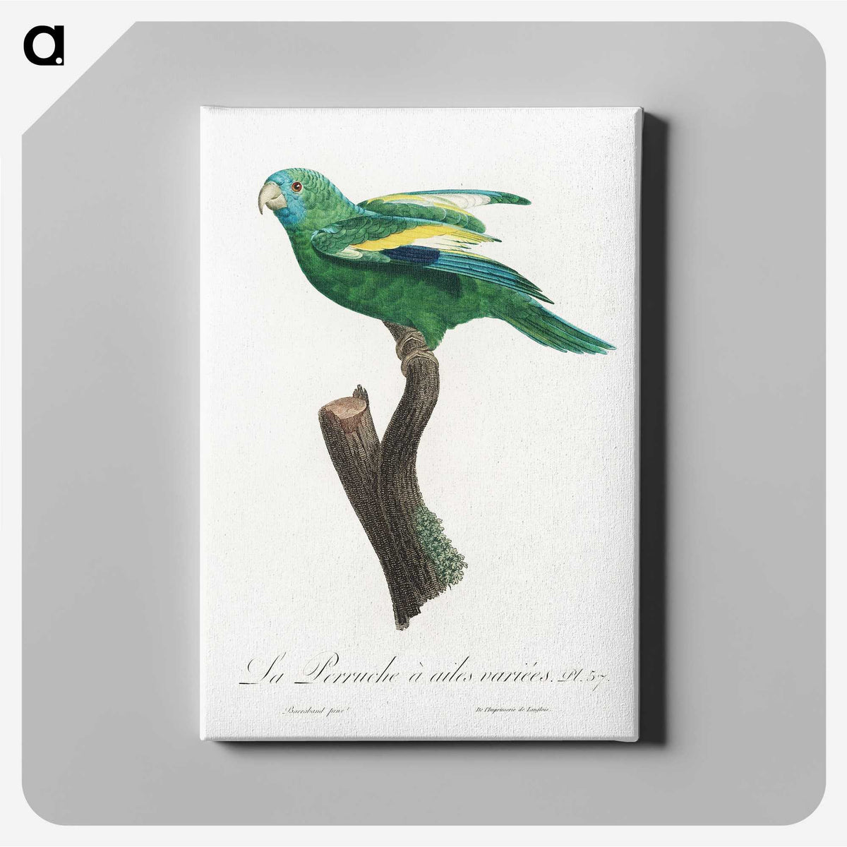 1-63_Francois-Levaillant_canvas