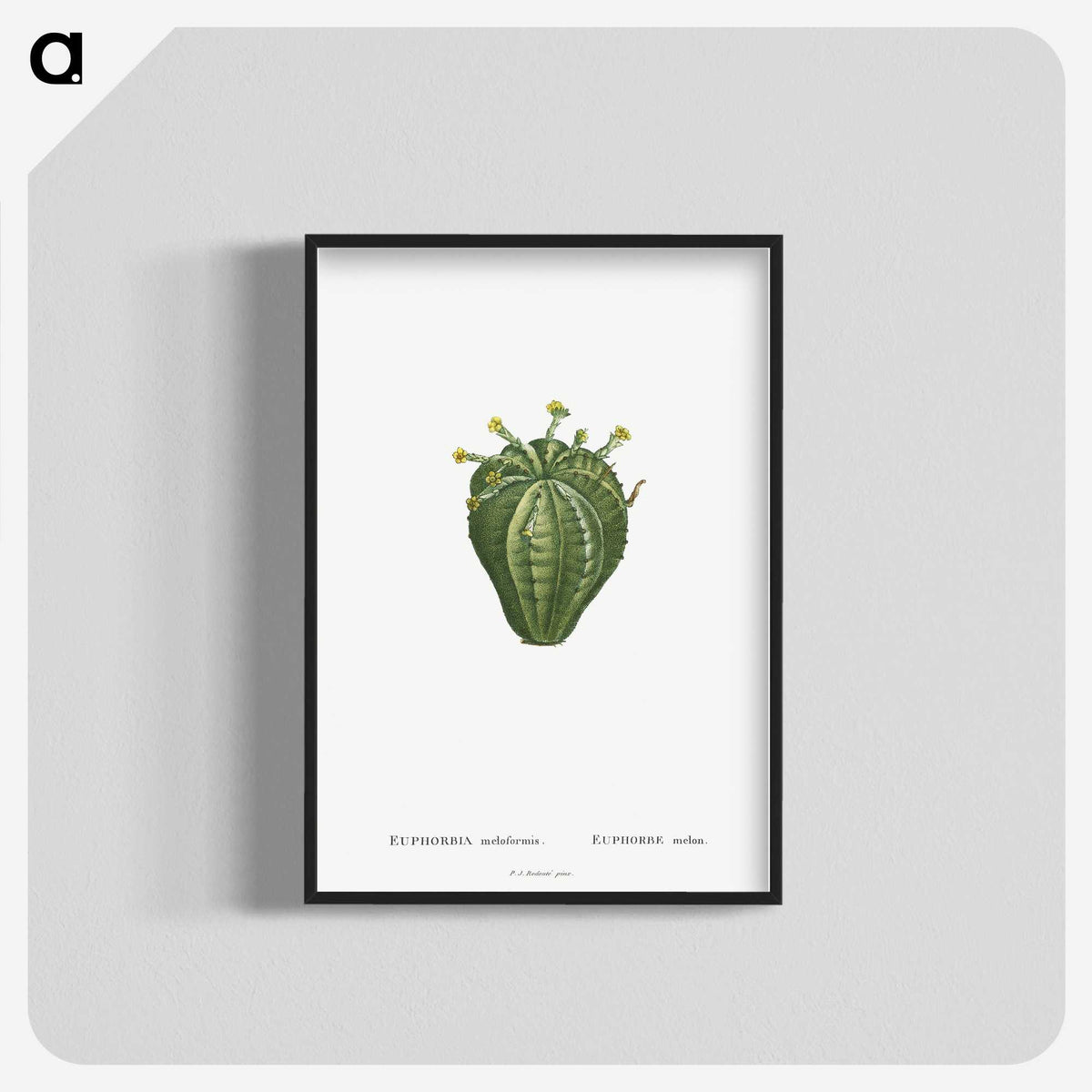 1-63_Histoire-des-Plantes-Grasses_blk-crop