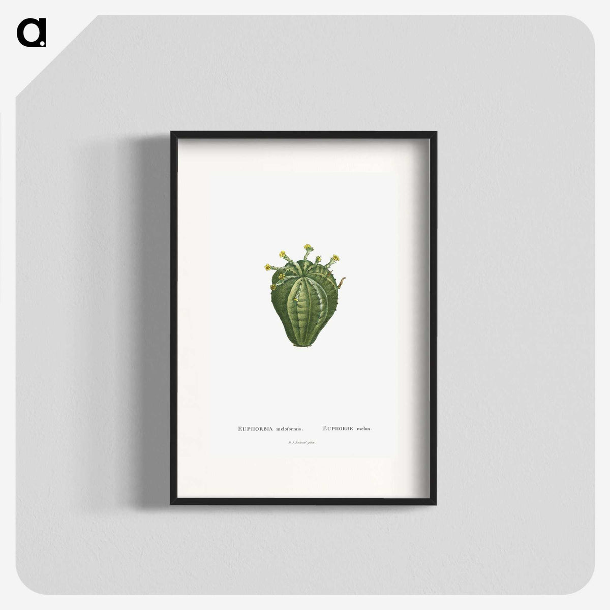 1-63_Histoire-des-Plantes-Grasses_blk