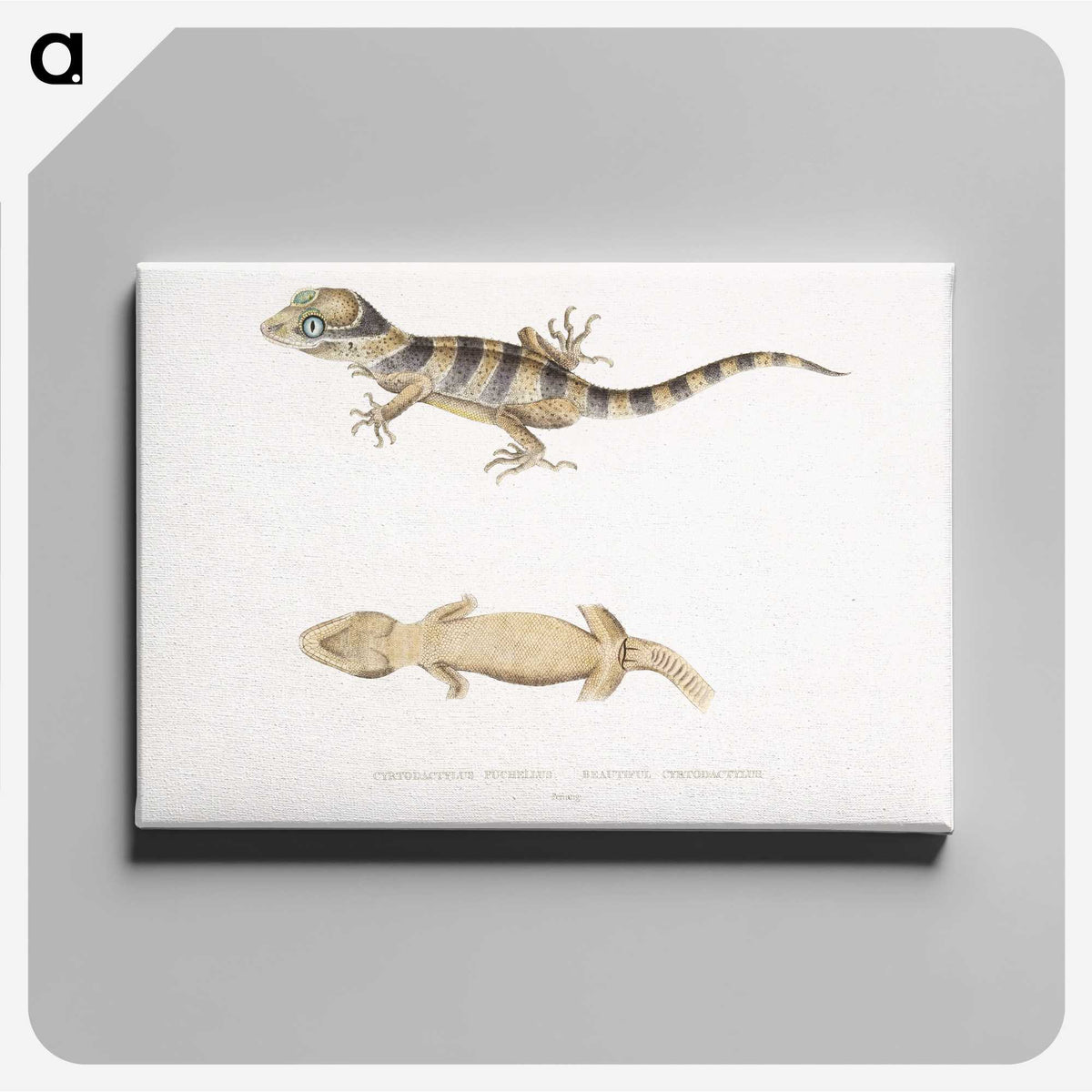 1-63_Indian-Zoology_canvas