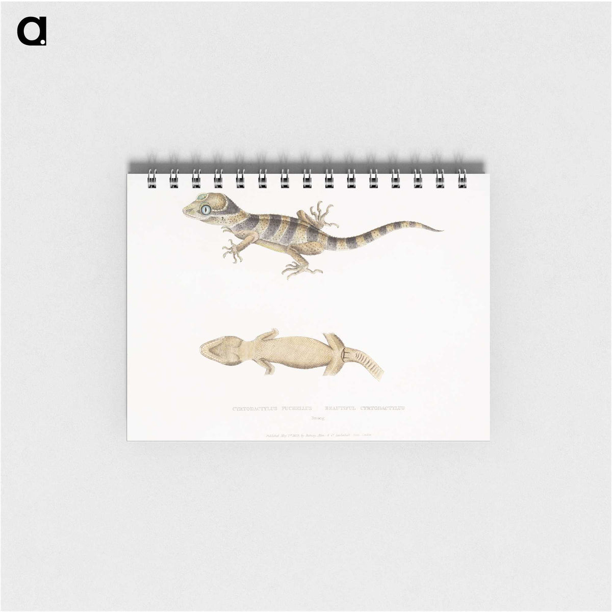1-63_Indian-Zoology_memo