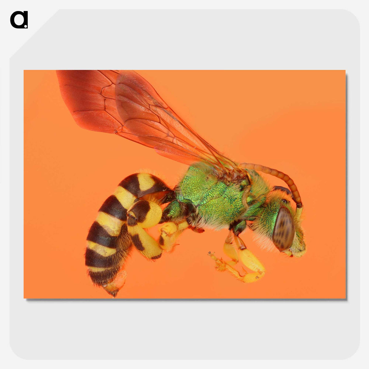 1-63_Insects-Unlocked-Project_picture-crop