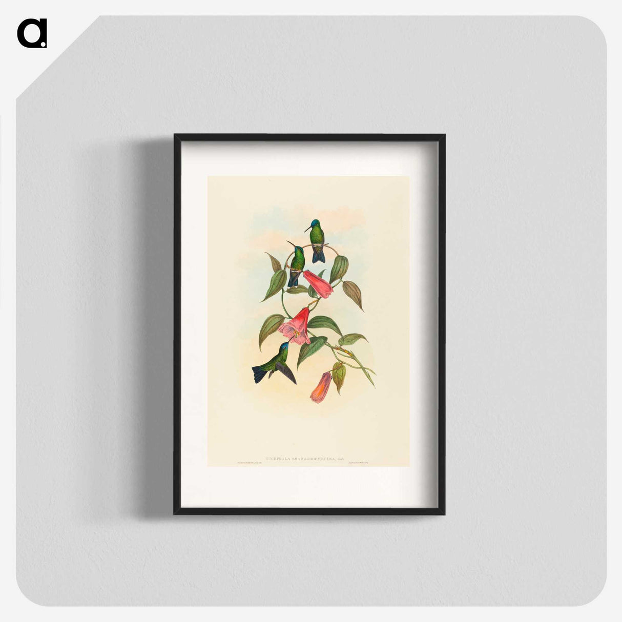 1-63_John-Gould_blk