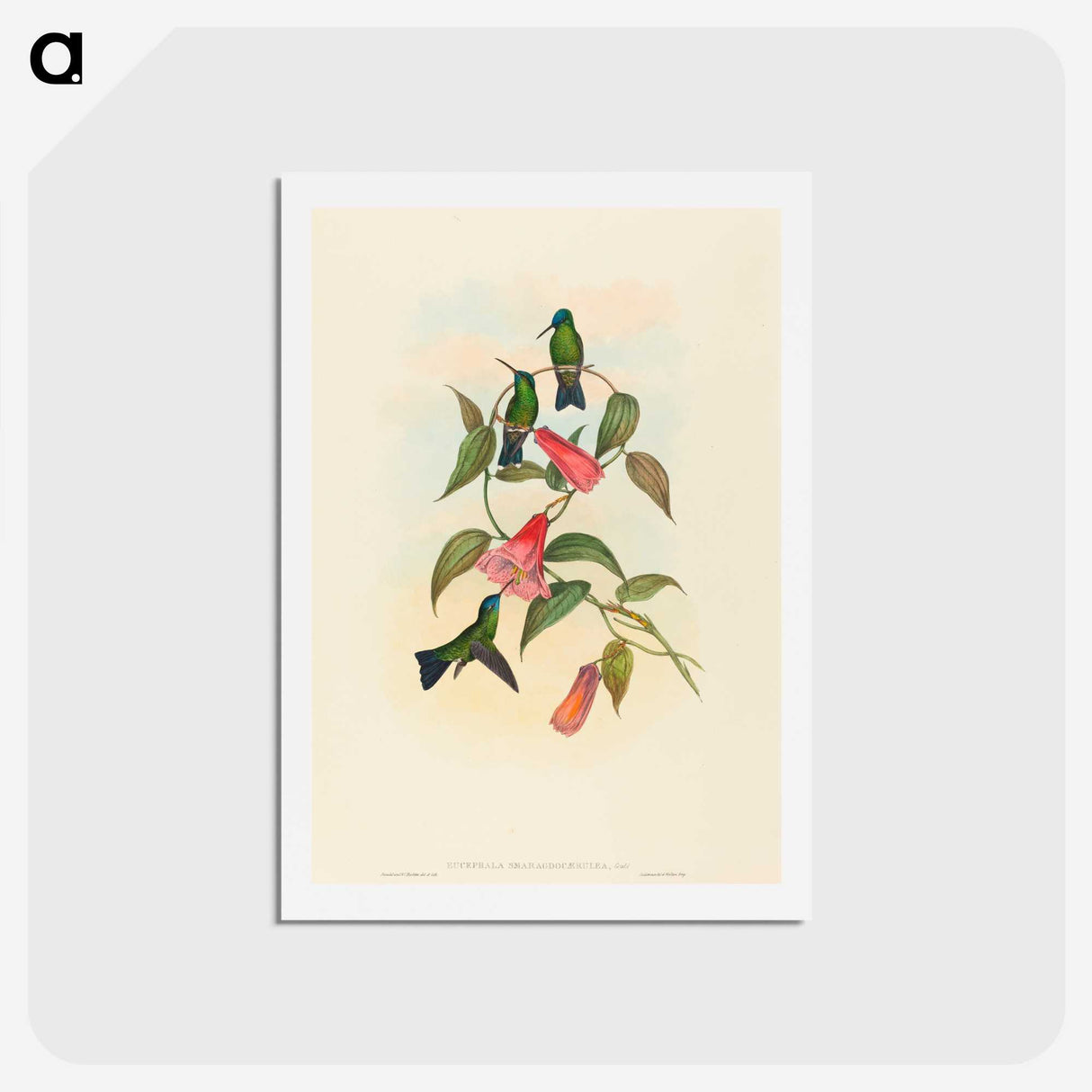 1-63_John-Gould_hagaki