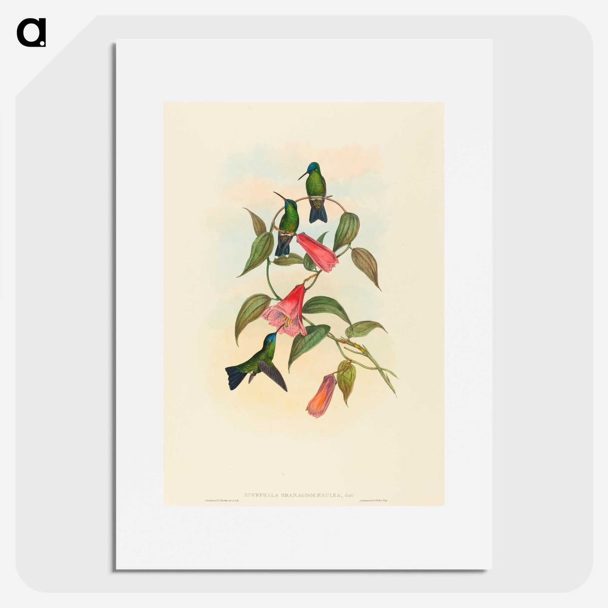 1-63_John-Gould_picture